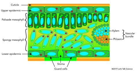 Specialized Cells Of The Leaf System Lets Talk Science