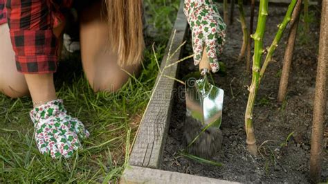 Closeup Of Female Gardener Digging Soil With Metal Spade Concept Of