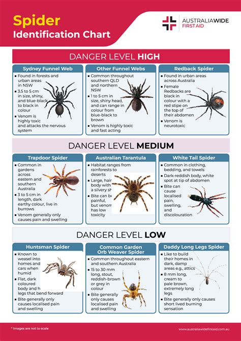 Spider Identification Chart