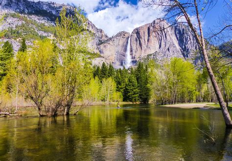 View Of Yosemite Falls From The Merced River California National