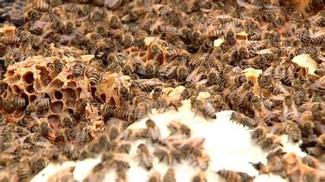 Bee Ban Amended With More Inspection Fees Cbc News
