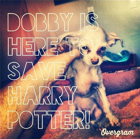 Dobby hoped if harry potter thought his friends had forgotten him, harry potter might not want to go back to school, sir. Dobby is Here to Save Harry Potter! | Harry james potter, Harry potter quotes, Harry potter
