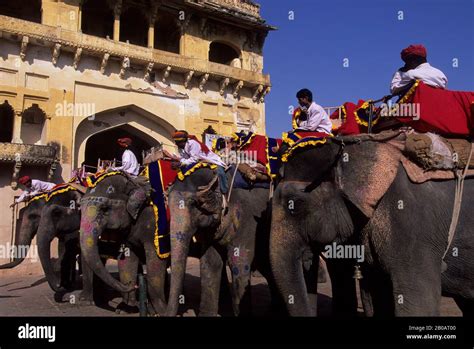 India Rajasthan Jaipur Amber Fort Elephants And Mahouts Stock Photo
