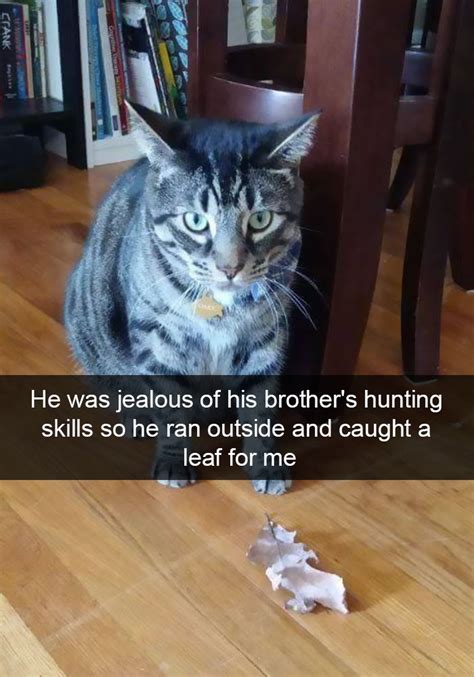128 Hilarious Cat Snapchats That Are Im Paw Sible Not To