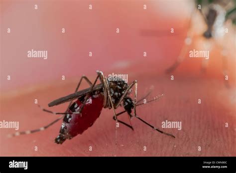 Female Of The Asian Tiger Mosquito Aedes Albopictus Biting On Human