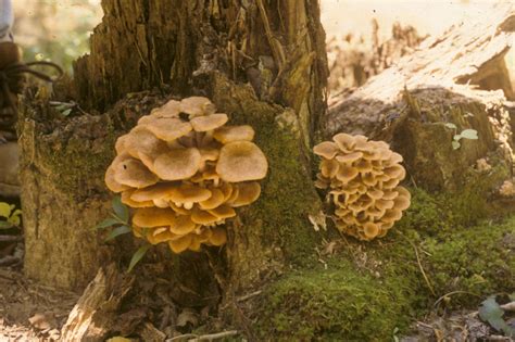 Ncsu Pdic Armillaria Root Rot In The Landscape Attack Of The