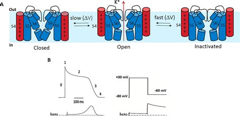 Frontiers Modulation Of Herg K Channel Deactivation By Voltage