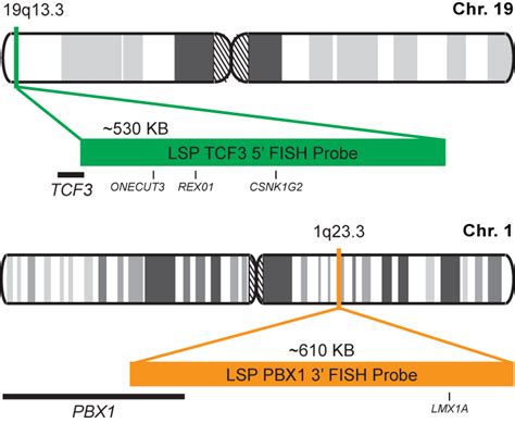 Tcf3 Pbx1 Dual Fusiontranslocation Fish Probe Kit Cytotest