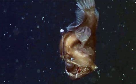 The Strange And Elusive Black Sea Devil Is Caught On Film For The First