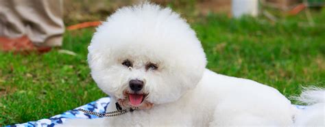 Bichon Frise Breed Facts And Temperament Pet Side