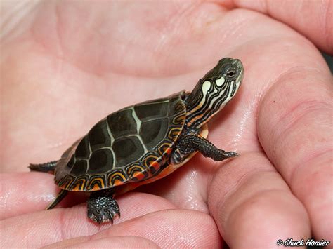 Baby Painted Turtle This Is An Eastern Painted Turtle Jus Flickr