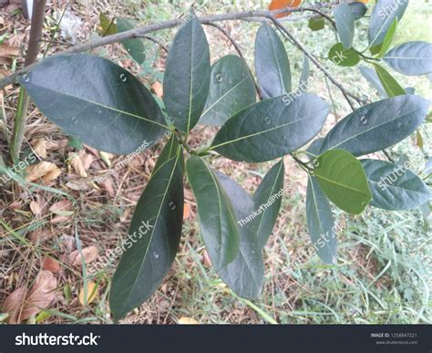 Artocarpus Heterophyllus Jackfruit Leaf Green Leaves Stock Photo