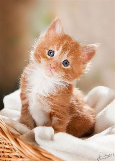 43 Best Cute Kitten Pictures Images On Pinterest Kitty