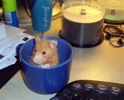 Cute Hamster Sitting In A Blue Cup Hamster Cute