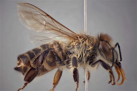 Research Update Anatolian Arabian Honey Bees Uf Ifas Entomology And Nematology Department