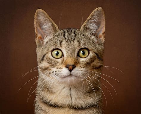 √ Cat Portrait Photography Alumn Photograph