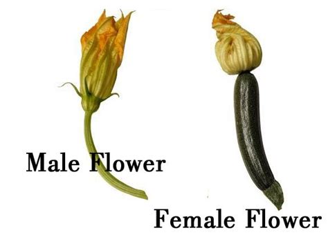 Jun 22, 2009 · the good news about zucchini is the male and female flowers are very easy to differentiate. Image result for zucchini male female | Squash flowers ...