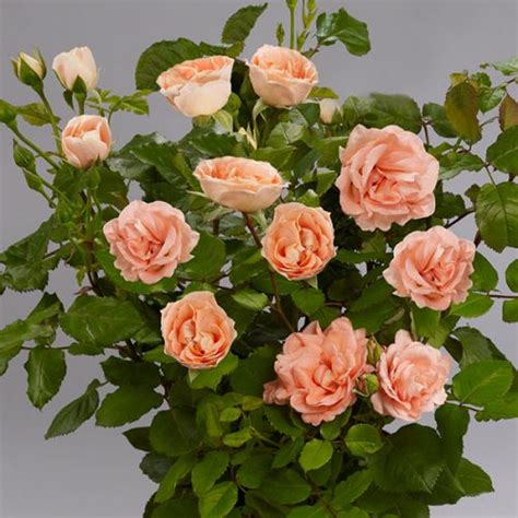 Matilda Shrub Rose Quality Roses Direct From Grower