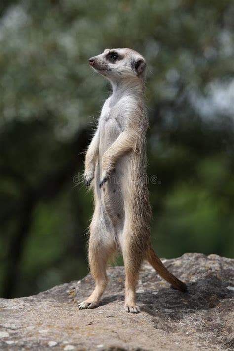Meerkat Suricata Suricatta Stock Image Image Of Mongoose Attention