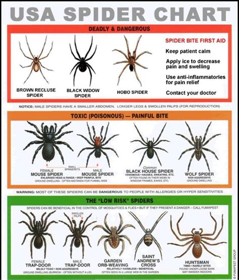 Usa Spider Chart Common Sense Evaluation