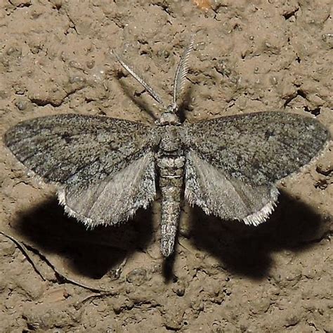 Desert Moth Glaucina Bugguidenet