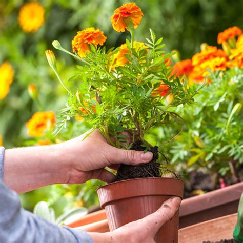 Piante giapponesi da interno : Piante antizanzare da balcone o da interno: le 5 migliori