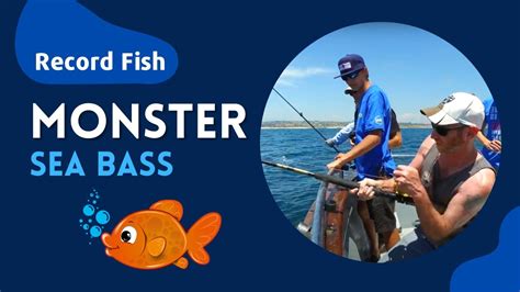 Monster Black Sea Bass Caught In Oceanside Youtube