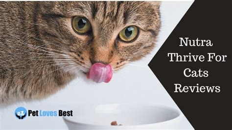 Taurine is key for cats. Nutra Thrive For Cats Reviews - Worth the Price? - Pet ...