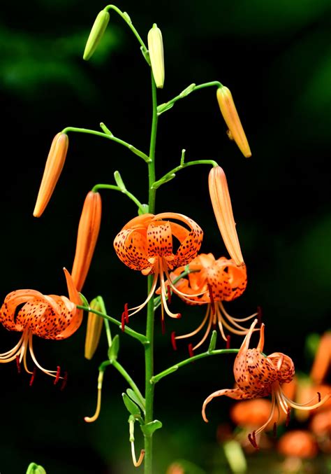 Tiger Lily Flower Bold Colors And Patterns For Every Garden