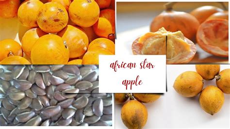 hidden secrets of a miracle fruit for health and wellness african star apple udara agbalumo