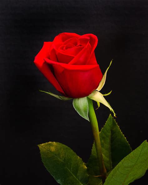 Free Download Single Red Rose Photograph By Janna Scott 720x900 For