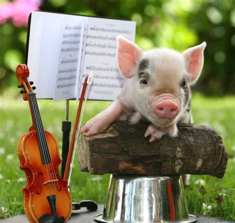 35 Cute Miniature Pig Pictures Great Inspire