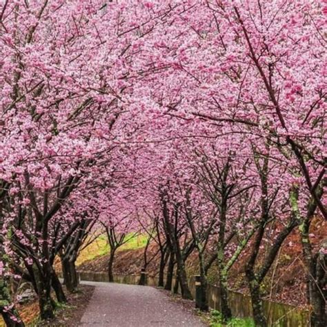 Pink Sakura Cherry Blossom Tree Seeds Etsy In 2021 Perennial Plants