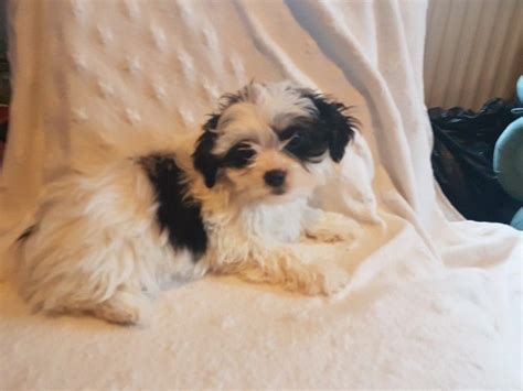 We are dedicated to bringing to top quality shih tzu puppies to our puppy families. Shih Tzu Puppies For Sale | Colorado Springs, CO #279237