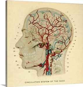 This article describes the anatomy of the head and neck of the human body, including the brain, bones, muscles, blood vessels, nerves, glands, nose, mouth, teeth, tongue, and throat. Anatomy diagram showing crucial veins in human head and neck Photo Canvas Print | Great Big Canvas