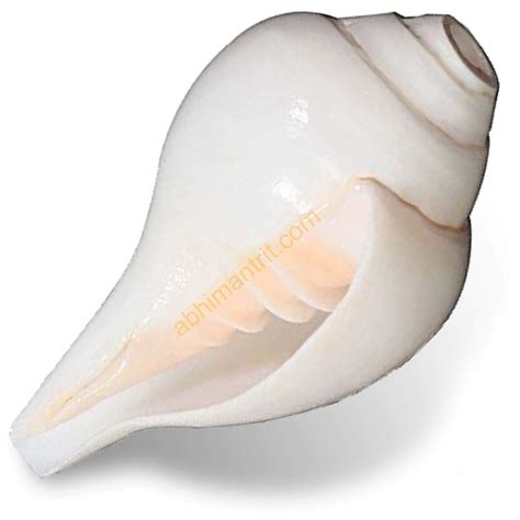 Blowing Shankh For Pooja Original Conch Shell White 5 Inch Small