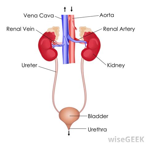 Urinary System Anatomy Quizlet - Anatomical Charts & Posters