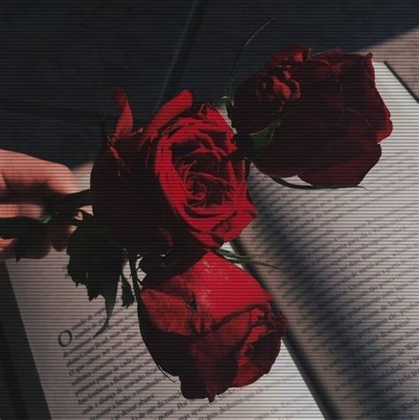 Red Aesthetic Grunge Aesthetic Roses Rosé Aesthetic Aesthetic Images