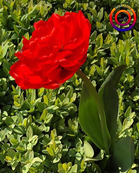 Fotoselect Göztepeparkı Göztepepark Makro Macro Lale Tulip Doğa