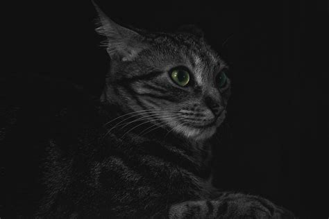 Free Images Black And White Dark Pet Fur Feline Tabby Darkness