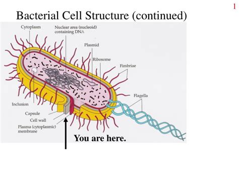 Ppt Bacterial Cell Structure Continued Powerpoint Presentation