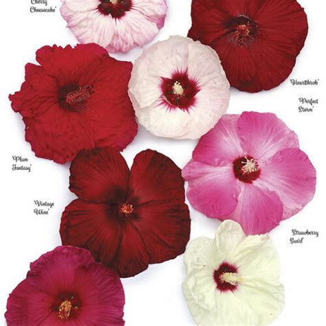 Everything You Need To Know About Hibiscus Finegardening