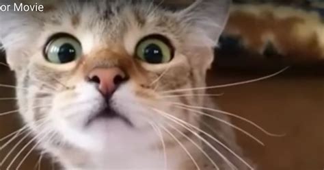 Cat Watching Horror Movie Is Viral Video Of The Year Huffpost Uk Comedy