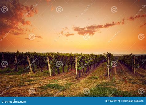 Autumn Vineyard At Sunset In Moravia Stock Photo Image Of Rural