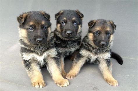Find german shepherd dog puppies and breeders in your area and helpful german shepherd dog information. Purebred German Shepherd puppies Champion bloodlines for ...