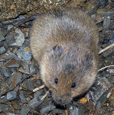 Field Vole Wiktionary The Free Dictionary