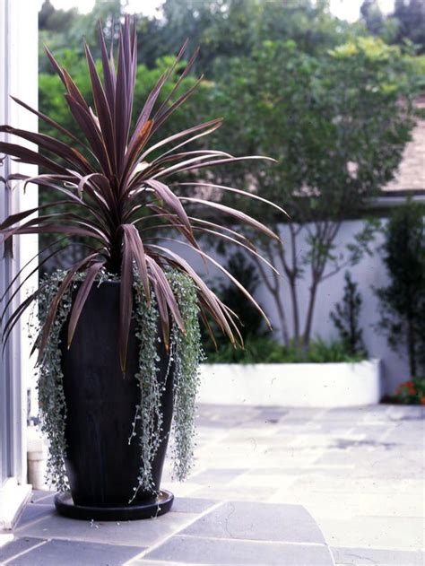 The 25 Best Front Door Plants Ideas On Pinterest Front