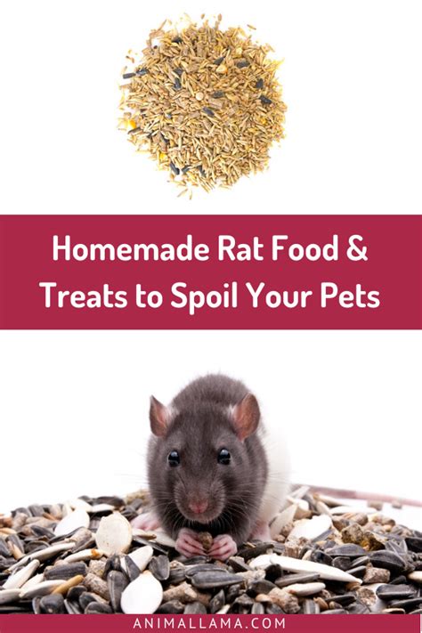 Good Treats For Rats Hasma
