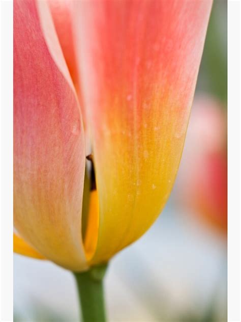 Anatomy Of A Tulip The Slip Art Print For Sale By Megancampbell