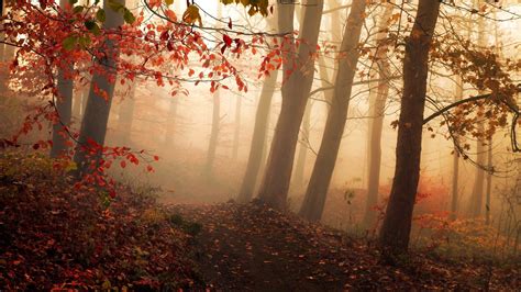 Landscape Nature Forest Mist Fall Leaves Path Trees Atmosphere Morning